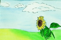 Sunflower